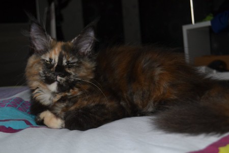 lucille